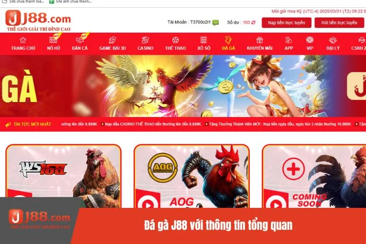 Đá gà J88 với thông tin tổng quan