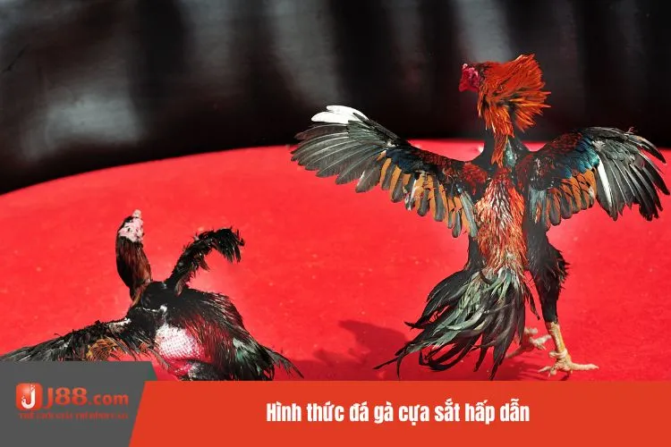 Hình thức đá gà cựa sắt hấp dẫn